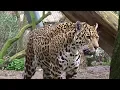 Download Lagu Dierentuin Artis Amsterdam (72): hongerige jaguars