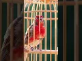 Download Lagu Champion Canary Master Sound  Make it Chirp Fast \u0026 Roll Roughly #birds#kenarigacorfullisian