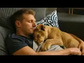 Download Lagu This Lion Cub Rescued from the Illegal Pet Trade — Now He Thinks the Man Is His Father