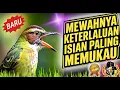 Download Lagu AWAS ‼️ Masteran Full Isian Mewah Ini Bisa Bikin Burung Anda Seharga Ratusan Juta Rupiah Jika Masuk🐦
