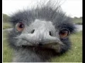 Macarena Ugly Bird singing