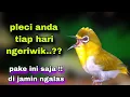 Download Lagu Suara Pleci Buxtoni Belajar Ngalas Di Jamin Ampuh Buat Pancingan
