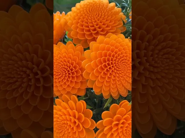 Chrysanthemums video thumbnail