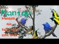 Download Lagu SUARA PIKAT BURCIL SOGON VS KEHICAP#burungngumpul
