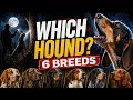 Choosing a Coonhound 6 Breeds Personality Hunting Styles Breakdown