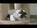 Lynchburg Humane Society has close to 500 cats in their care