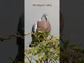 Download Lagu Lagu Woodpigeon yang familiar tidak salah lagi #birds