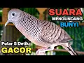 Download Lagu Perkutut Lokal Gacor Suara Besar Pancingan Burung Perkutut Agar Cepat Bunyi.