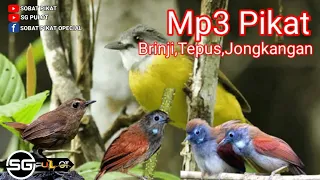 Download Suara Pikat Burung Brinji Rambut Tungir Kombinasi Burung Tepus,Jongkangan MP3