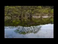 Arvo Pärt : Festina Lente for Strings and Harp Ad Libitum
