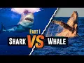 Sharks and Whales Do you know the difference