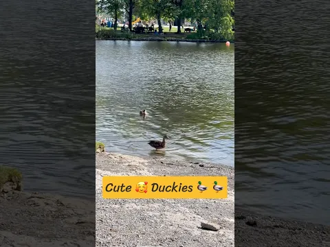 Cute 🥰 Duckies 🦆🦆🤩🏃‍♂️💕 #relaxing, #shorts #circle #challenge  #satisfying #fyp #youtubeshorts
