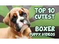 TOP 10 CUTEST BOXER PUPPY S OF ALL TIME
