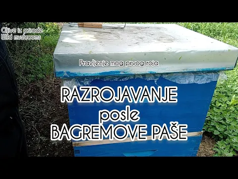 Download MP3 RAZROJAVANJE posle bagremove paše 30.05.2023