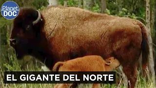Al Borde de la Extinción: La Increíble Historia del Bisonte Americano | Planet DOC