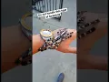 Download Lagu Do not handle poecilotheria genus tarantulas.  My boy Andrews pokie. Regalis, Indian ornamental T.