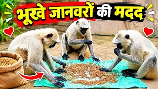 🥺 Bhukhe Janwaron Ki Madad - Full Video Dekhein