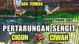 Download CIBLEK SAWAH TARUNG GACOR || Tembakan variasi ngebren panjang MP3