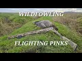 Lagu Wildfowling Flighting Pinks