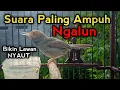 Lagu Pikat PRENJAK KEPALA MERAH suara terbaik, paling ampuh bikin prenjak gacor nyaut seketika 