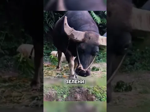 Собака ОПЕКАЕТ огромного буйвола каждый день😲🔥🐕