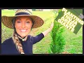 How To Plant Thuja Green Giant Arborvitae Privacy Hedge