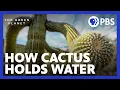 Incredible Cactus Can Store Over 1000 Gallons of Water The Green Planet PBS
