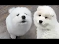 The most ADORABLE fluffy howling Samoyed puppy