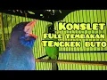 Download Lagu Cucak Ijo Nembak Isian Tengkek Buto Full Tembakan Kasar