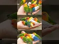 Download Lagu Puluhan Lovebird Warna-Warni Super Mini, Bikin Merinding!