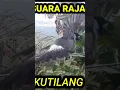 Lagu suara keras raja kutilang memanggil lawan