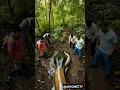 Download Lagu Snake look like creatures found #nature #snake #pythonsnake #python #anaconda