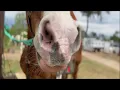 Horseback Riding At Cypress Trails Houston