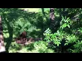 Black Bears in Minnesota Vince Shute Wildlife Sanctuary