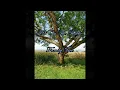 TV On The Radio - Family Tree (Lyrics video)