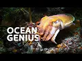 3 Hours Uncovering Underwater Languages of Squid Octopuses and Cuttlefish