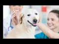 Petco and Non-Profit Petco Love Reinforce the Importance of Vaccinations as Part of Routine Pet Car