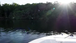 How To Use The Bait And Chum Bat Lee Fisher Sports