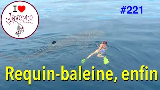 #221 Requins-baleine (enfin)