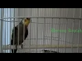 Download Lagu Kicauan Burung Falk Parkit Australia Ngekek Panjang