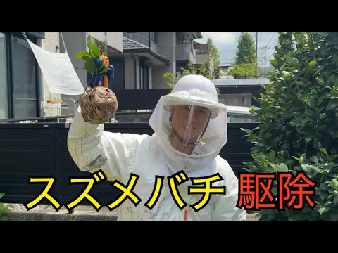 スピード対応・スピード返信☆アシナガバチ駆除　即日可　ハチ駆除専門店