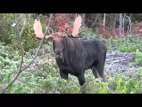 Download MP3 Moose Calling 2015