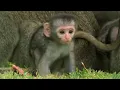 These Adorable Baby Monkeys Are So Playful Cheeky Monkey BBC Earth
