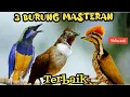 Download Lagu TIGA BURUNG MASTERAN TERBAIK  || cungkok , cucak jenggot , pelatuk bawang