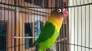 Download PINTAR MEMANCING EMOSI LAWAN, SUARA LOVEBIRD INI CEPAT MERANGSANG LB GACOR BERMENTAL NARUNG MP3