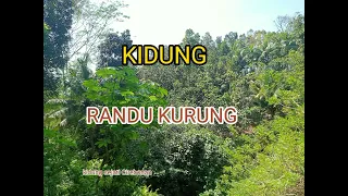 kidung randu kurung