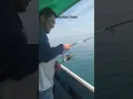 Download Lagu Ngerii Tarikan Ikan GT Babon 🥶 #mancingmania #fishing #shortvideo #fb #fyp #fypmancing
