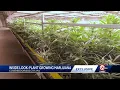 Exclusive look Behind the scenes of the Greenlight marijuana dispensary in Kansas City