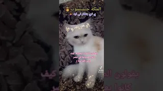 صوت الفراعنه والقطط كيف تتأثر القطة بصوت المصريين القدماء ترند 