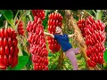 Download Lagu Harvesting Rare Red Bananas — Woman Collects Exotic Banana Bunches